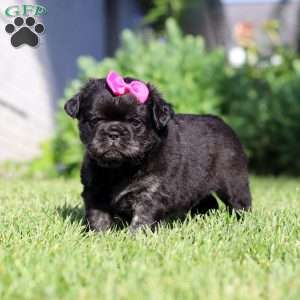 Amy, French Bulldog Puppy